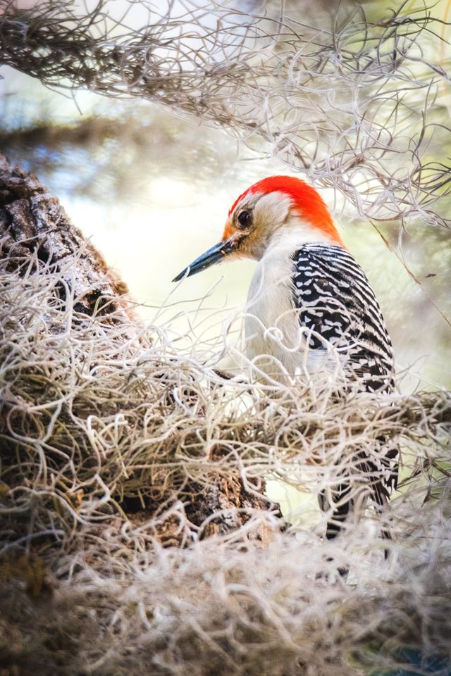woodpecker in tree