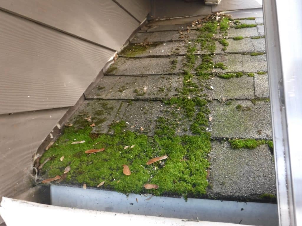 mossy roof